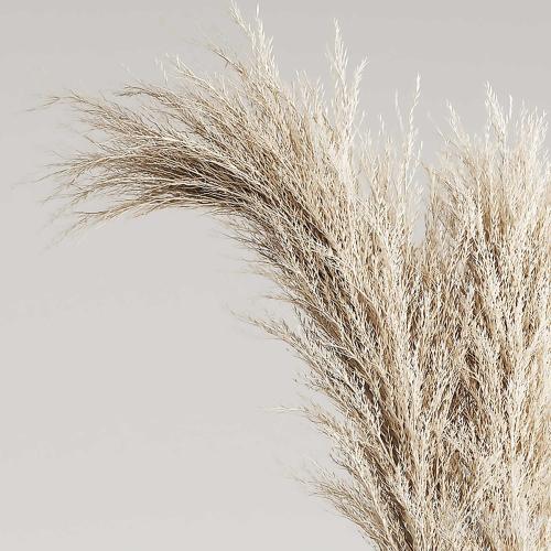 Dried Pampas Plant in Vases