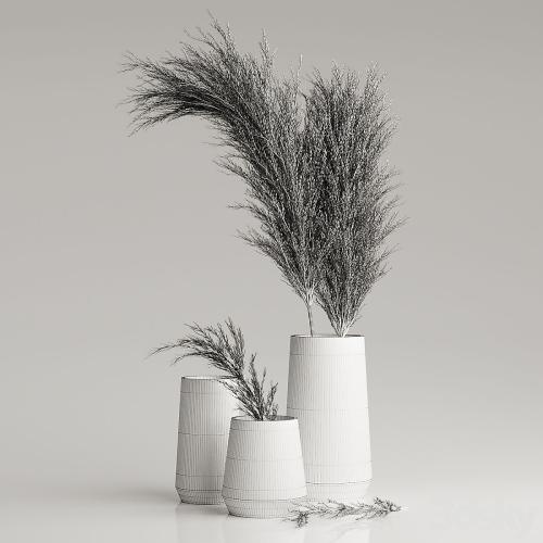 Dried Pampas Plant in Vases