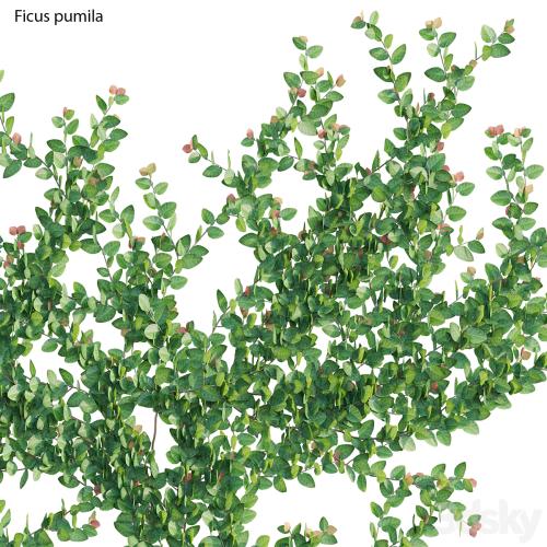 Ficus pumila – Creeping Fig – Climbing fig