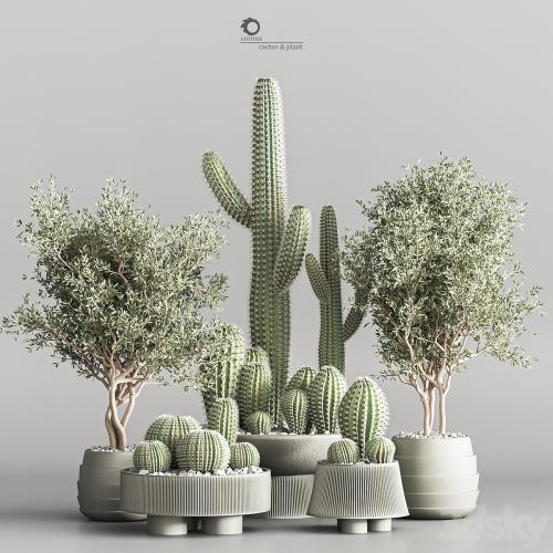 Cactus & plant vol 01