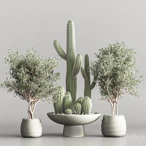 Cactus & plant vol 01