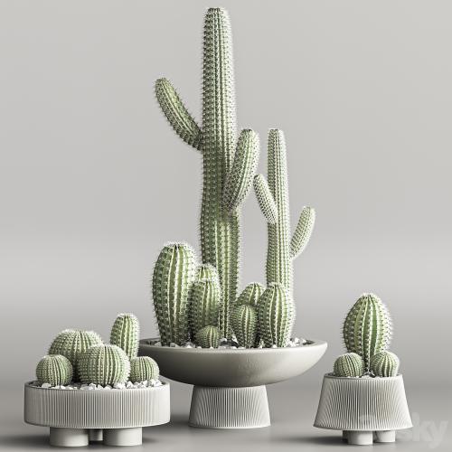 Cactus & plant vol 01