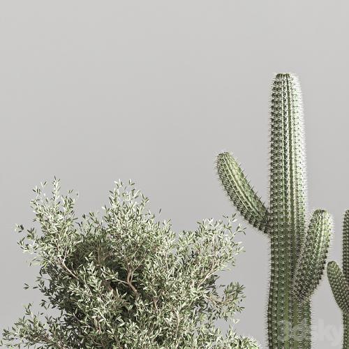 Cactus & plant vol 01