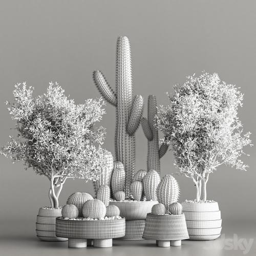 Cactus & plant vol 01