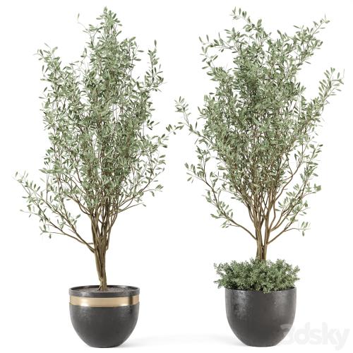 Outdoor bush and Tree in rusty Concrete Pot - Set 204