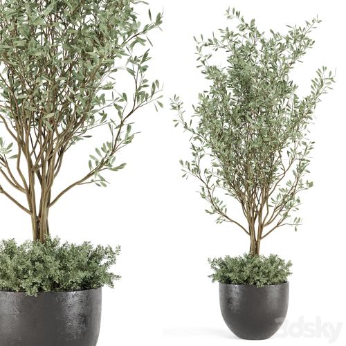 Outdoor bush and Tree in rusty Concrete Pot - Set 204