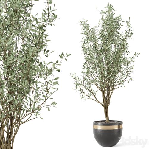 Outdoor bush and Tree in rusty Concrete Pot - Set 204