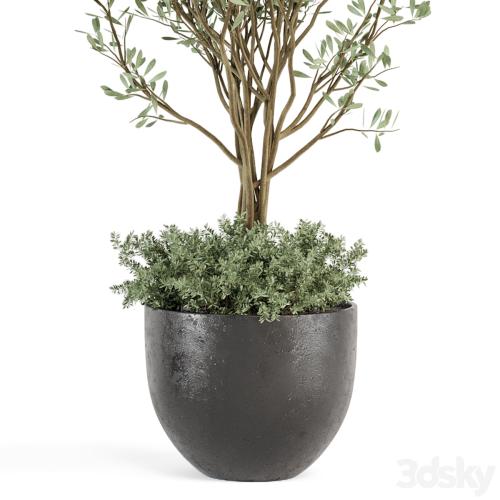 Outdoor bush and Tree in rusty Concrete Pot - Set 204