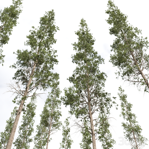 Pinus Palustris and Sphaeropteris Lepifera