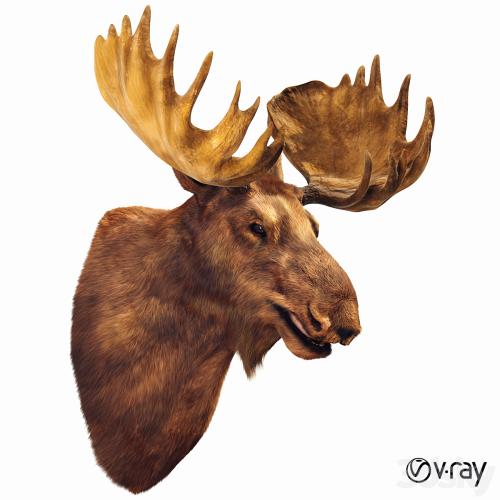 Elk head