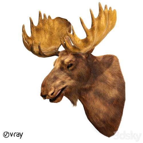 Elk head