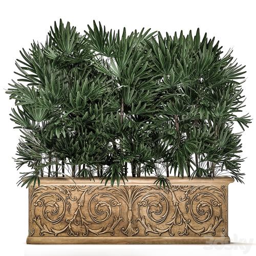 A collection of plants of lush exotic thickets in classic pots vases with monograms Palm rapis. Set 494.