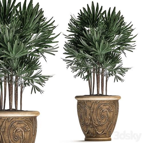 A collection of plants of lush exotic thickets in classic pots vases with monograms Palm rapis. Set 494.