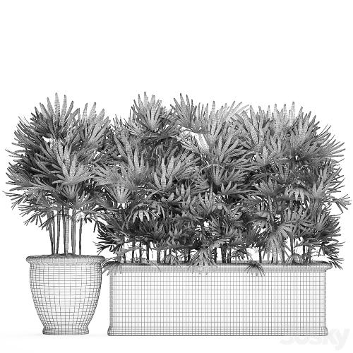 A collection of plants of lush exotic thickets in classic pots vases with monograms Palm rapis. Set 494.