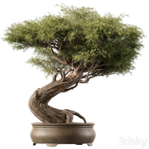 indoor Plant 452 - Bonsai Plant