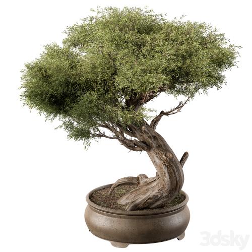 indoor Plant 452 - Bonsai Plant