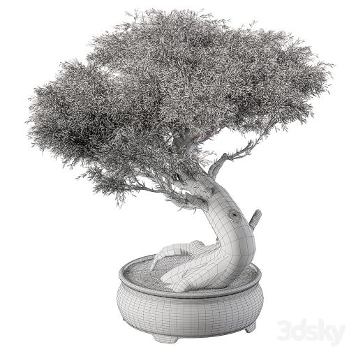 indoor Plant 452 - Bonsai Plant