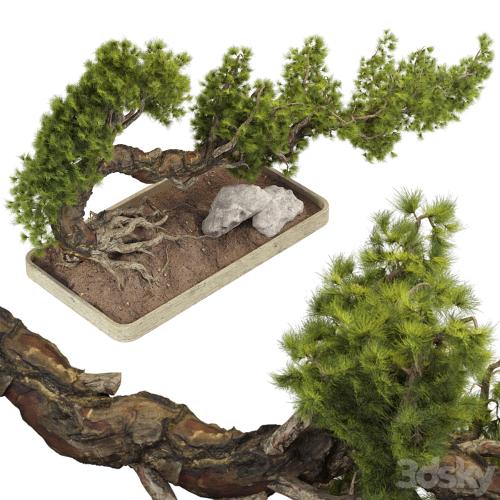 Bonsai Tree 229