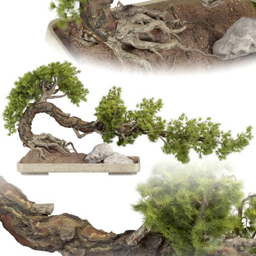 Bonsai Tree 229