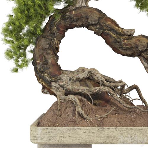 Bonsai Tree 229