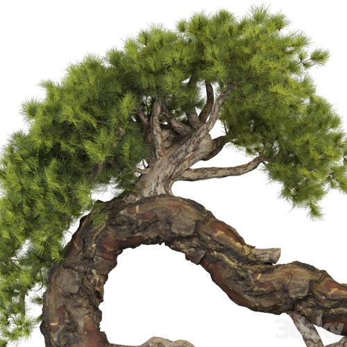 Bonsai Tree 229