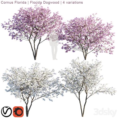 Cornus florida | Florida Dogwood | 4 variations