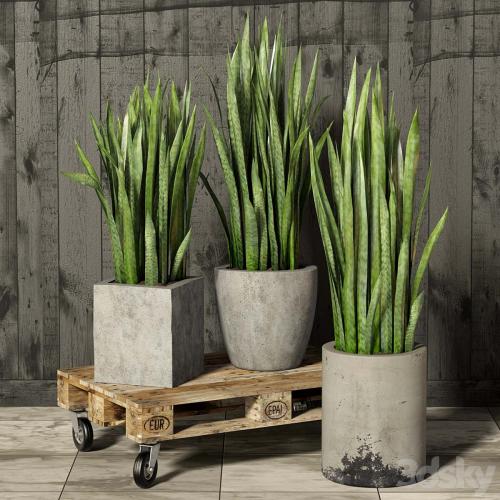 Sansevieria