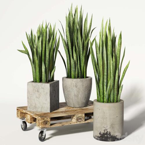 Sansevieria