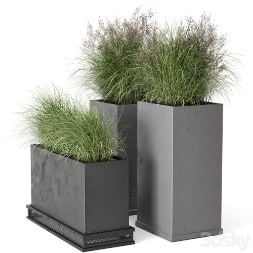 Outdoor Plants Bush in rusty Concrete Pot - Set 665