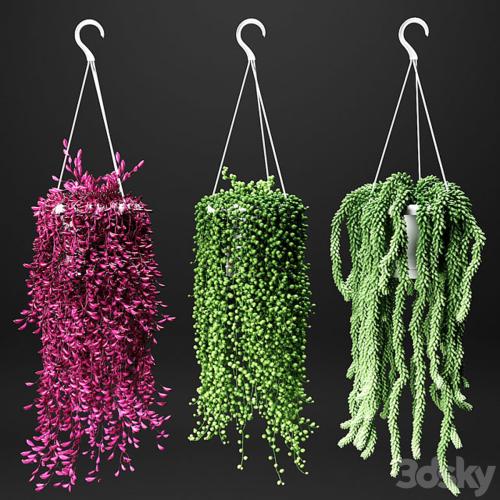 Set of hanging plants in hanging flower pots