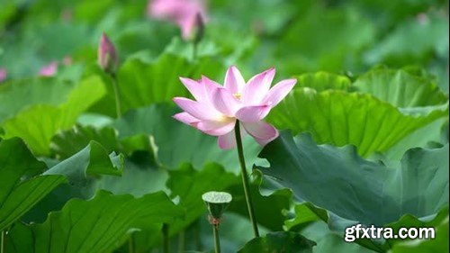 Videohive The Lotus 53974565