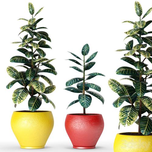 Collection of plants in pots 6, ficus, flower, pot, tree