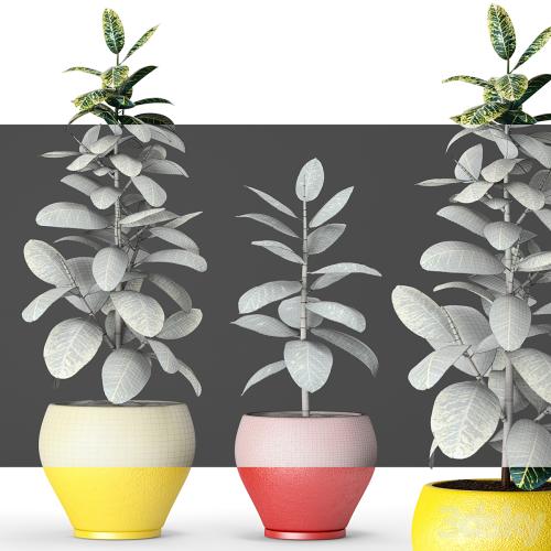 Collection of plants in pots 6, ficus, flower, pot, tree