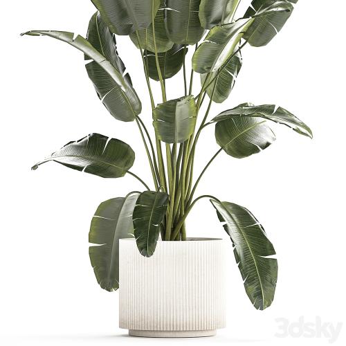 A beautiful interior plant in a modern flowerpot and a pot of banana palm, ravenala and strelitzia. 1242