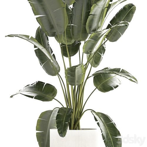 A beautiful interior plant in a modern flowerpot and a pot of banana palm, ravenala and strelitzia. 1242