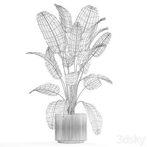 A beautiful interior plant in a modern flowerpot and a pot of banana palm, ravenala and strelitzia. 1242