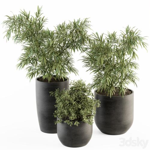 indoor Plant Set 253 - Plants Set in pot