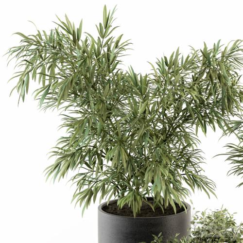 indoor Plant Set 253 - Plants Set in pot