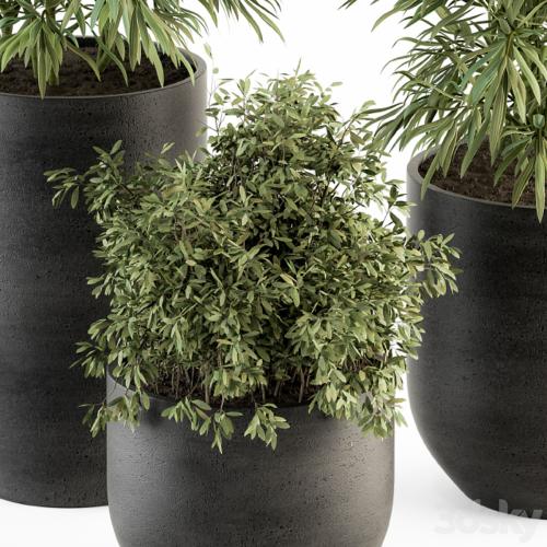 indoor Plant Set 253 - Plants Set in pot