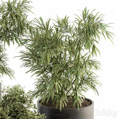 indoor Plant Set 253 - Plants Set in pot