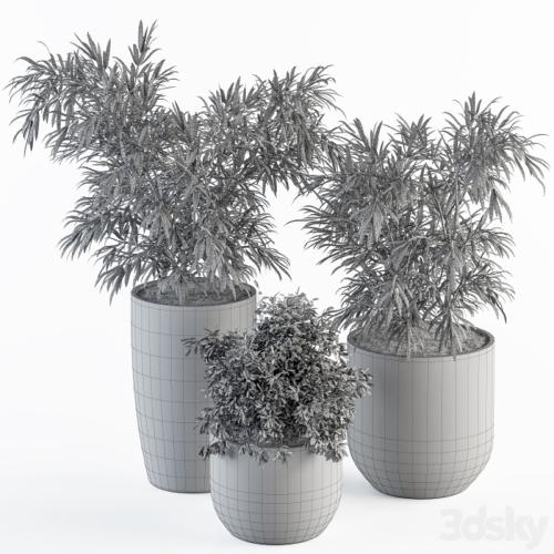 indoor Plant Set 253 - Plants Set in pot