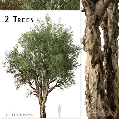 Set of Eucalyptus Camaldulensis Tree (River Red Gum) (2 Trees)