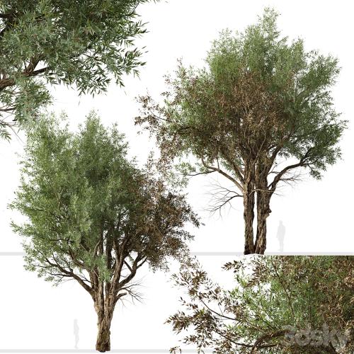 Set of Eucalyptus Camaldulensis Tree (River Red Gum) (2 Trees)