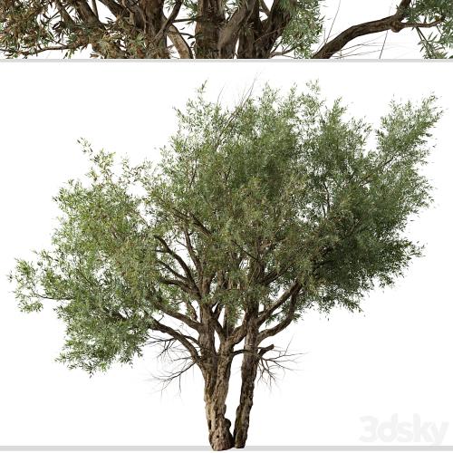 Set of Eucalyptus Camaldulensis Tree (River Red Gum) (2 Trees)