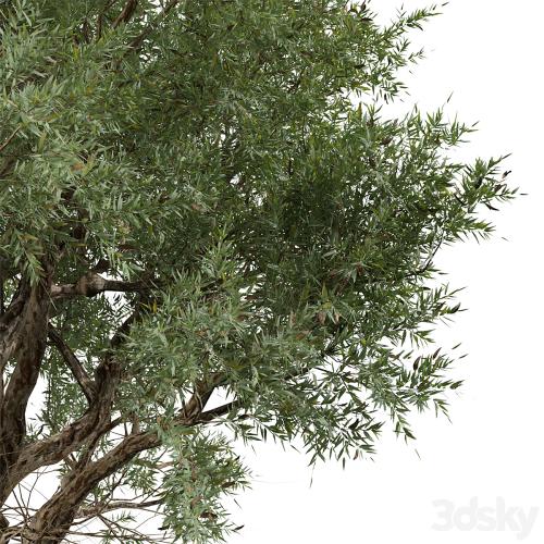 Set of Eucalyptus Camaldulensis Tree (River Red Gum) (2 Trees)