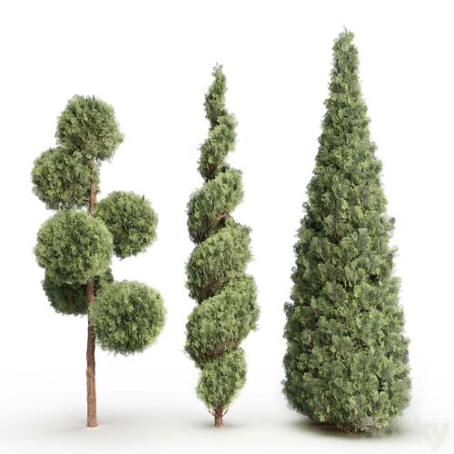 Thuja # 1 (Thuja # 1)