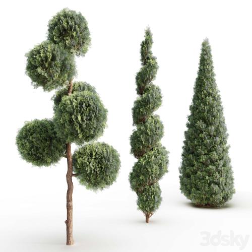 Thuja # 1 (Thuja # 1)