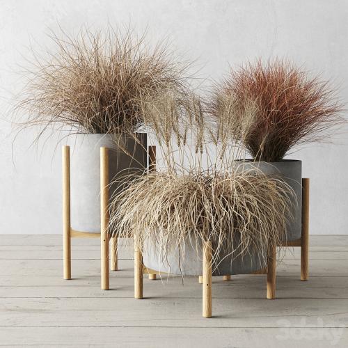 Sedge in concrete pots