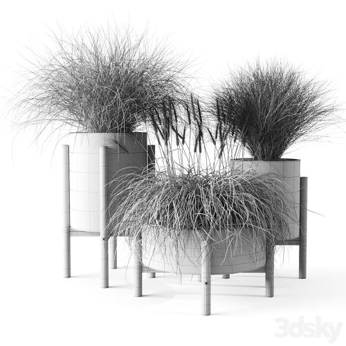 Sedge in concrete pots