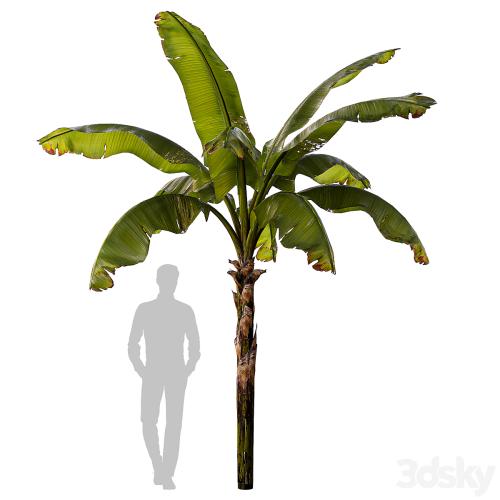 banana palm